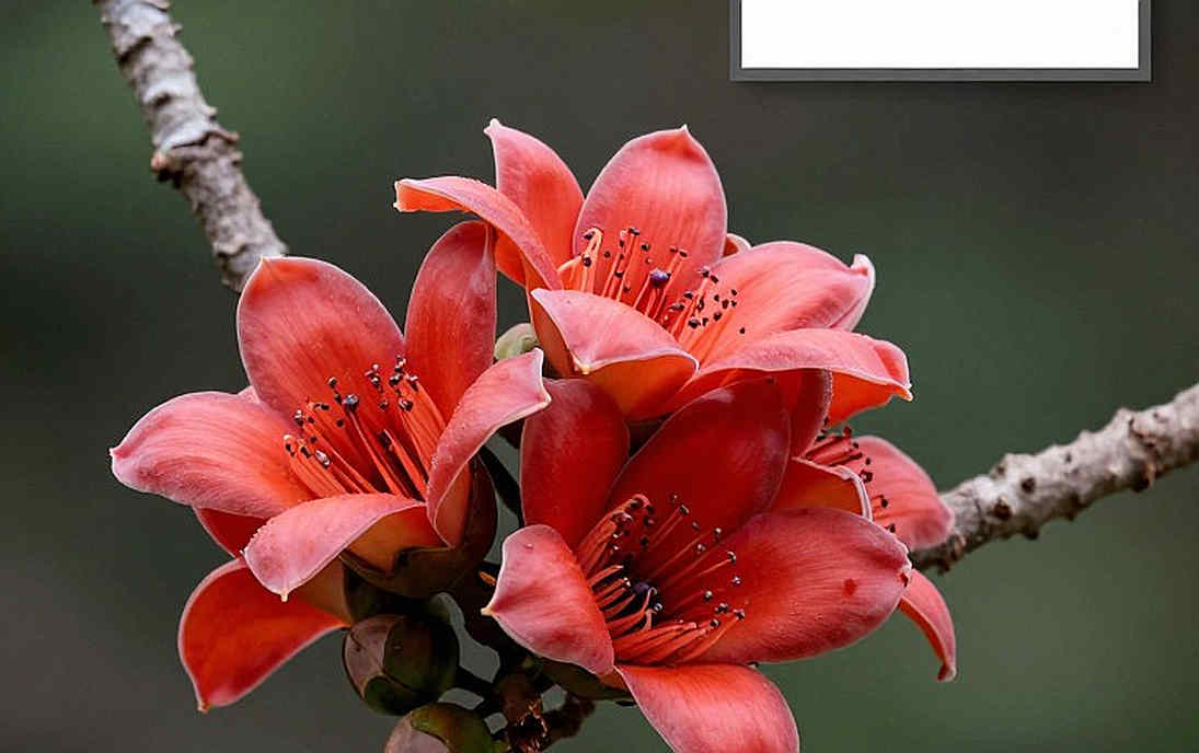 পাদুকা তালিকায় নাম না থাকায় সোনা কাটা: এশিয়ান গেমসের রেস ওয়াক রায়ে আসল প্রশ্নগুলো কে করছে না